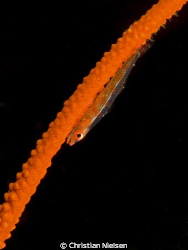 Whip coral goby photographed in Tulamben. I like the curv... by Christian Nielsen 